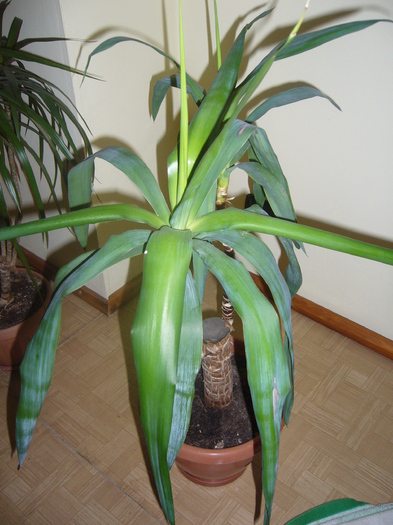 yuca - Plante de apartament