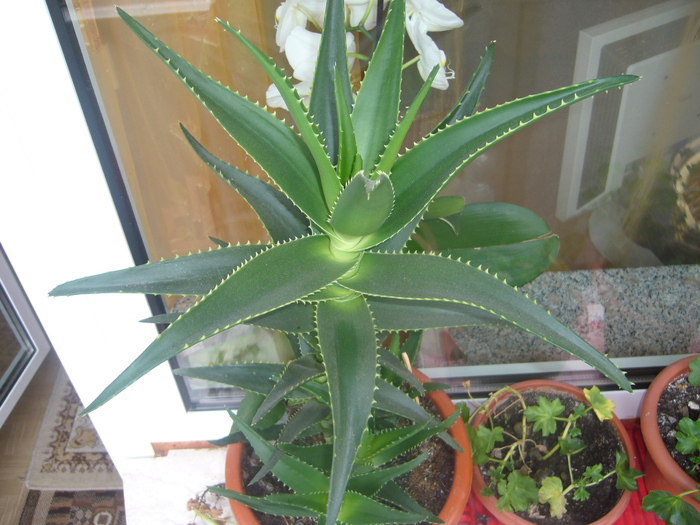 ALOE VERA - Plante de apartament