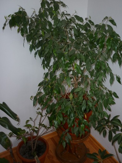 P1040638; Ficus benjamin
