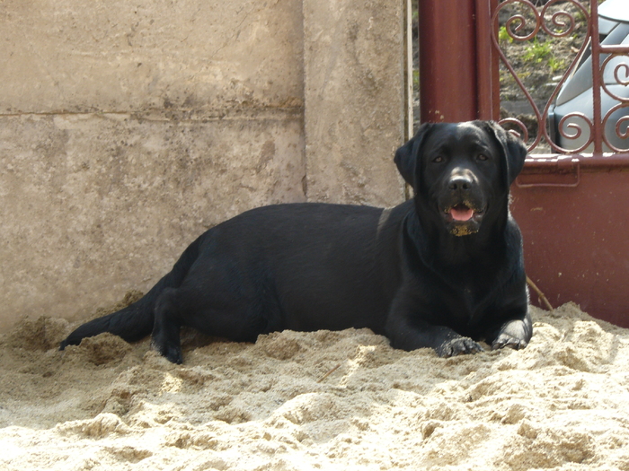 P1090531 - Labrador Negru-Pepper