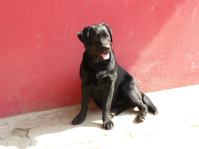 P1090520 - Labrador Negru-Pepper