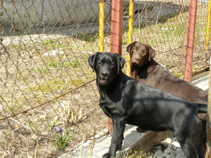 P1090509 - Labrador Negru-Pepper