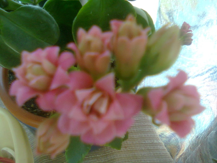 Fotografie0067 - Kalanchoe