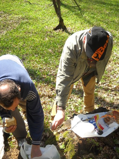 in loc sa culeaga, fura din traista - LEURDA PLANTA VIETII