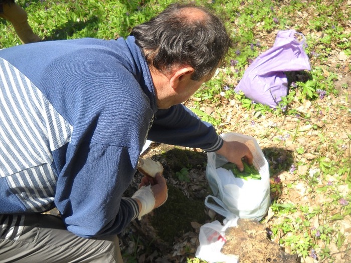 eu culeg din.......punga - LEURDA PLANTA VIETII