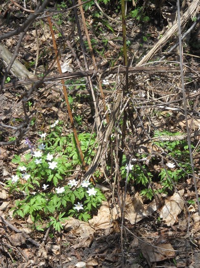Cruci cu ....flori de padure - LEURDA PLANTA VIETII