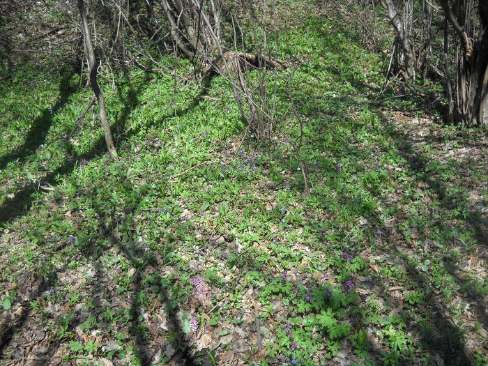 unde-i soare e si viata - LEURDA PLANTA VIETII