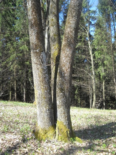 TRIGEMENI(tripleti) - LEURDA PLANTA VIETII