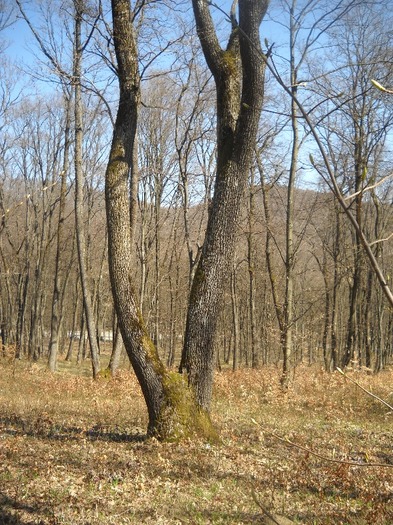 GEMENI cu neamuri inalte - LEURDA PLANTA VIETII