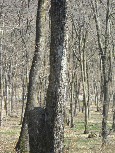 AM FOST SI NOI GEMENI - LEURDA PLANTA VIETII