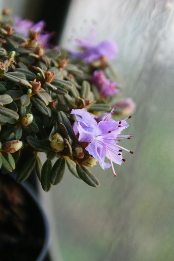 DSC00944 - Rhododendronii mei 03 04 2011