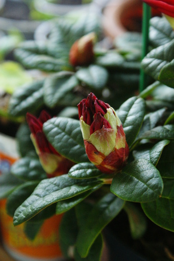 DSC00964 - Rhododendronii mei 03 04 2011