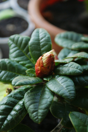 DSC00965 - Rhododendronii mei 03 04 2011