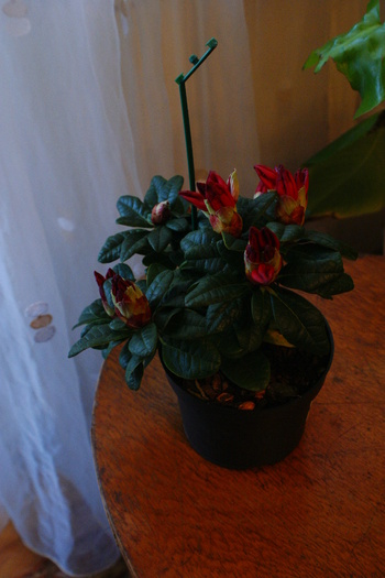 DSC00993 - Rhododendronii mei 03 04 2011