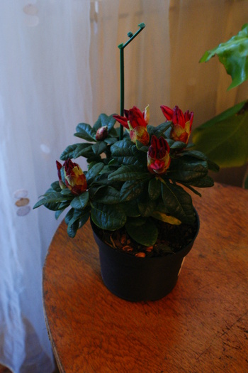 DSC00994 - Rhododendronii mei 03 04 2011