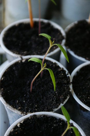 DSC00958 - rasaduri legume 03 04 2011