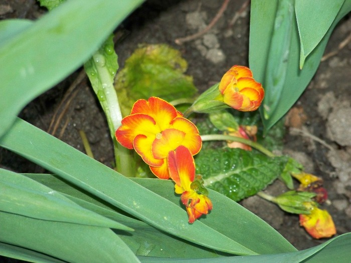 100_1876 - Aprilie 2011