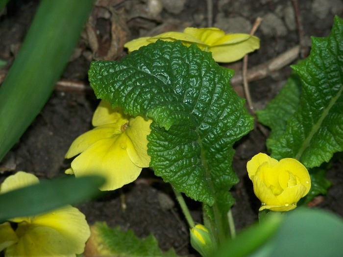 100_1877 - Aprilie 2011