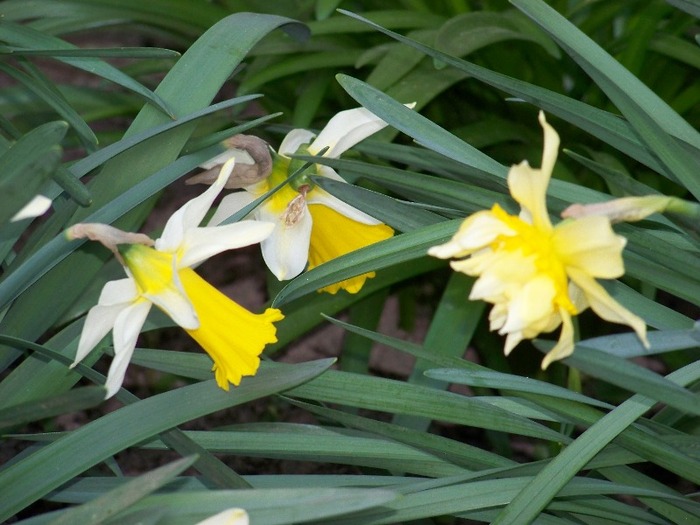 100_1878 - Aprilie 2011