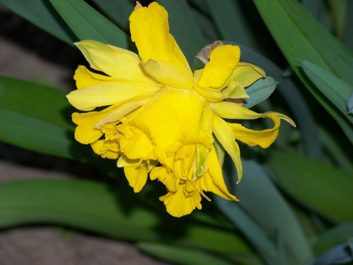 100_1879 - Aprilie 2011