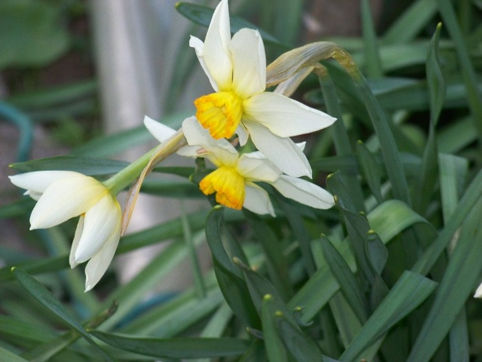 100_1881 - Aprilie 2011