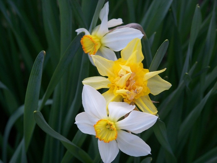 100_1883 - Aprilie 2011