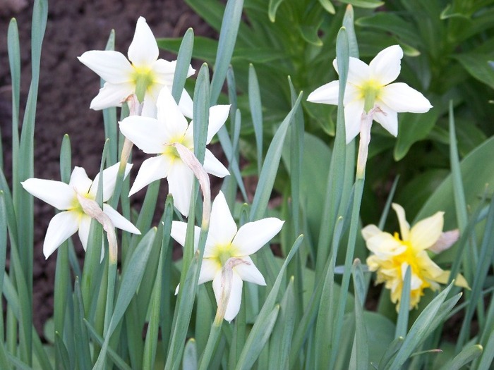 100_1884 - Aprilie 2011