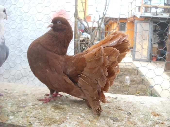 mascul 03.04.2011