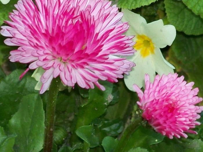 100_1894 - Aprilie 2011