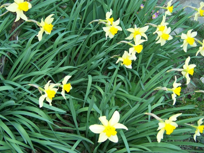 100_1926 - Aprilie 2011