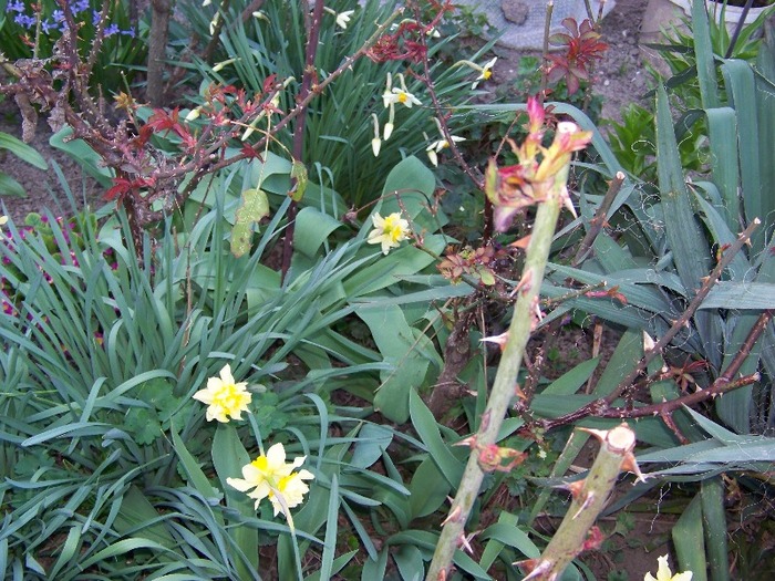 100_1927 - Aprilie 2011