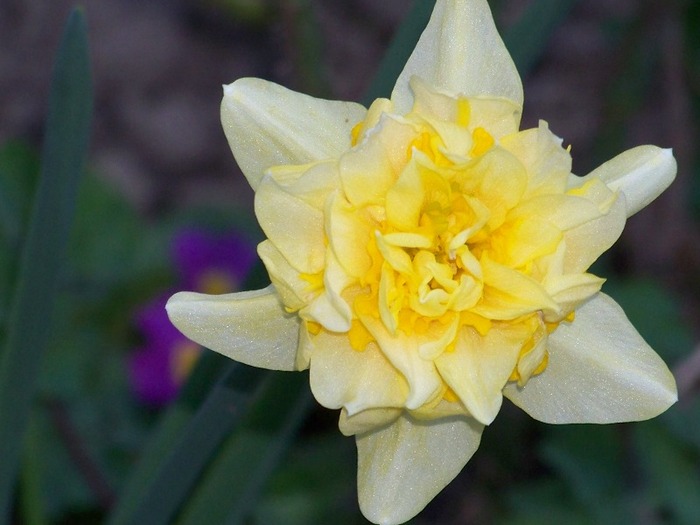 100_1929 - Aprilie 2011