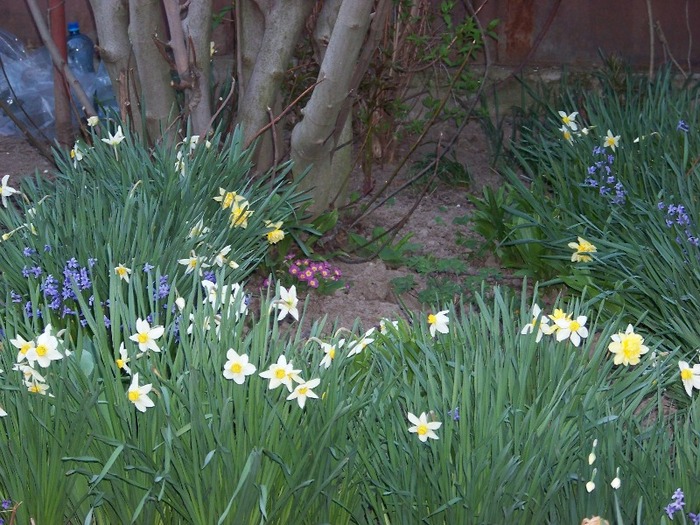 100_1937 - Aprilie 2011