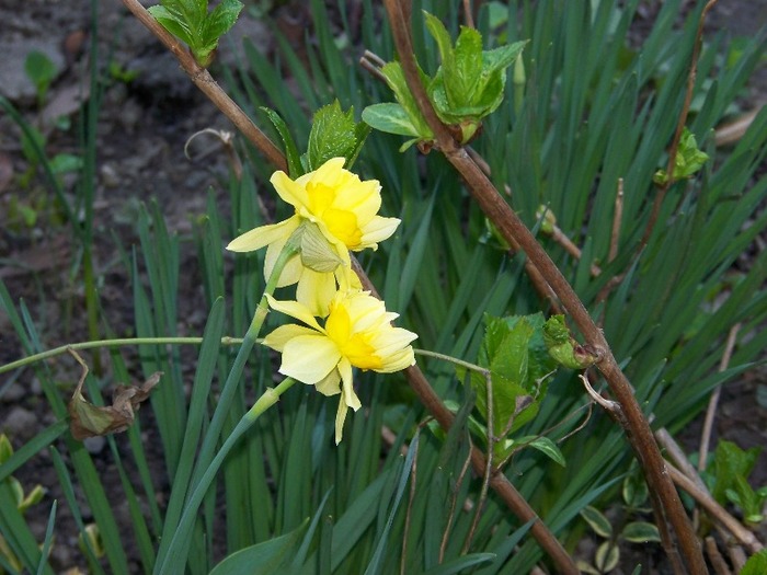 100_1939 - Aprilie 2011