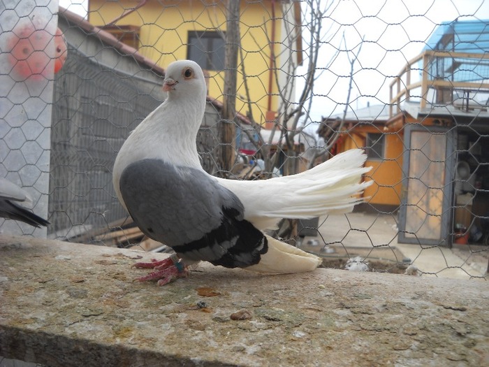mascul 01.04.2011