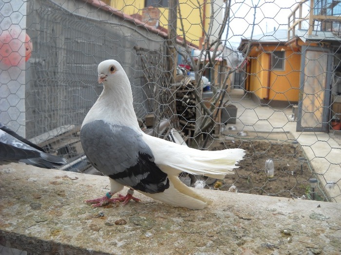 mascul 01.04.2011