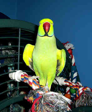 indian-ringneck-parakeet-0013 - Porumbei si papagali