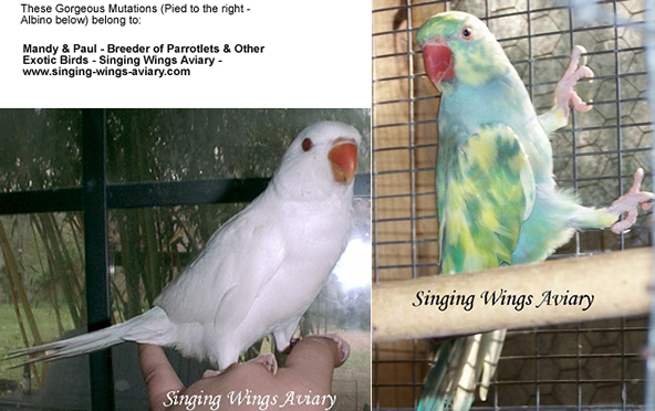 ringneckmutations - Porumbei si papagali