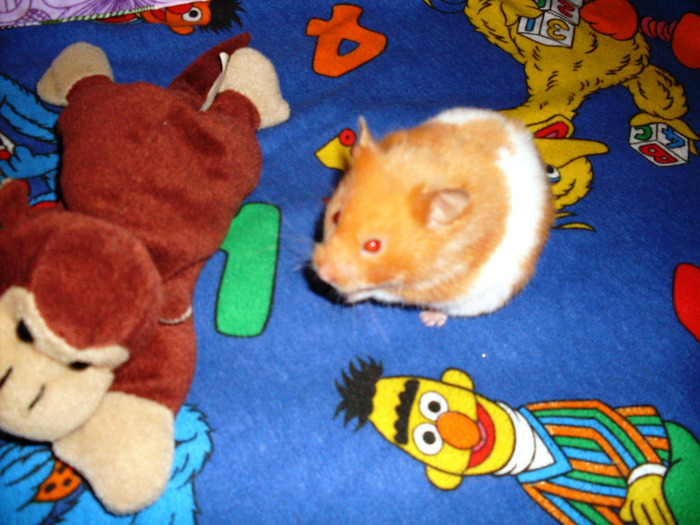SDC14944 - Hamsterul meu
