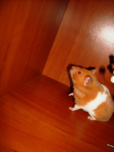 SDC14954 - Hamsterul meu