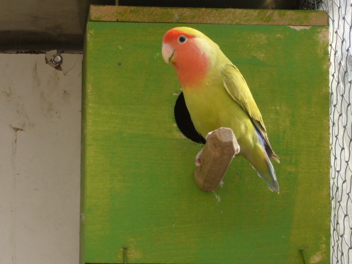 Femela Agaponis; Fata Rosie
