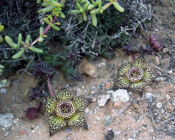 Orbea namaquensis - Asclepiadaceae dorite