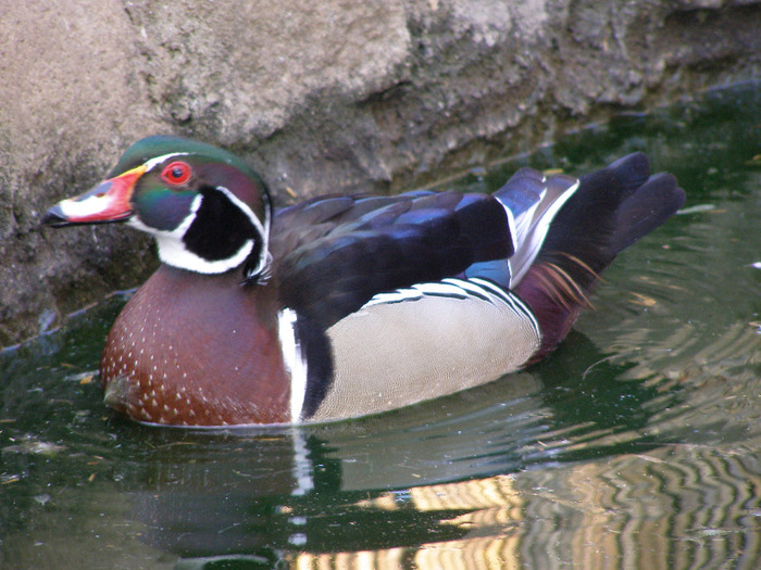 P1010061 - Rata Carolina standard