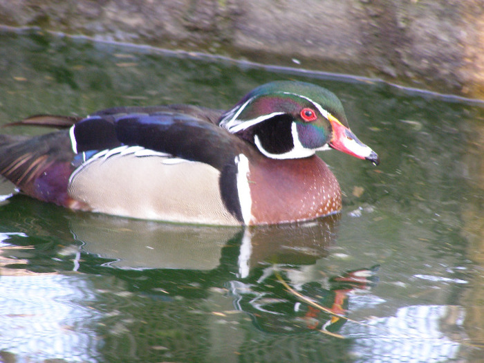P1010069 - Rata Carolina standard
