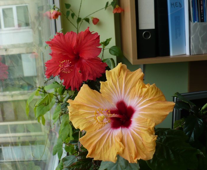 P1330232