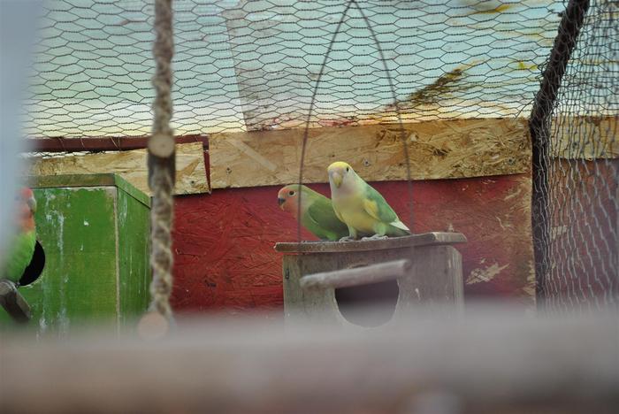 Agaponis Tata si Puiul