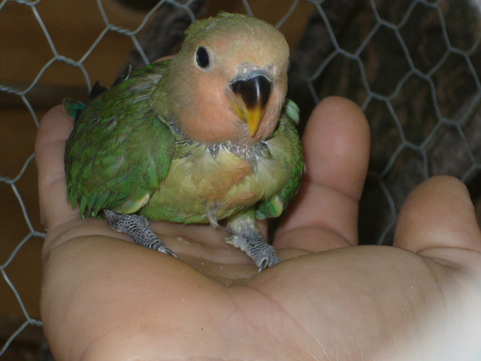 Pui Agaponis 4 saptamani