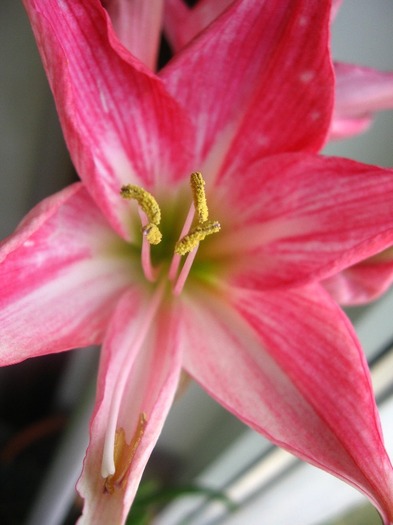 Hippeastrum Neon; Hippeastrum Neon
