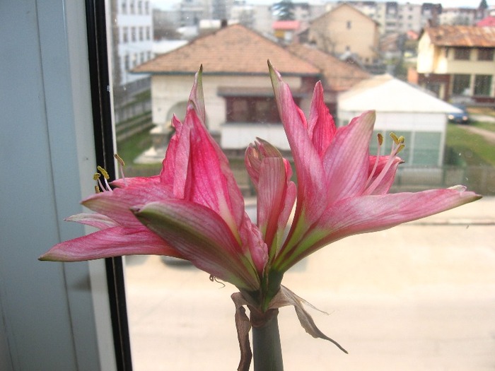 Hippeastrum Neon - Hippeastrum