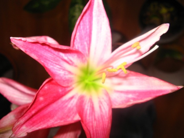 Hippeastrum Neon; Hippeastrum Neon
